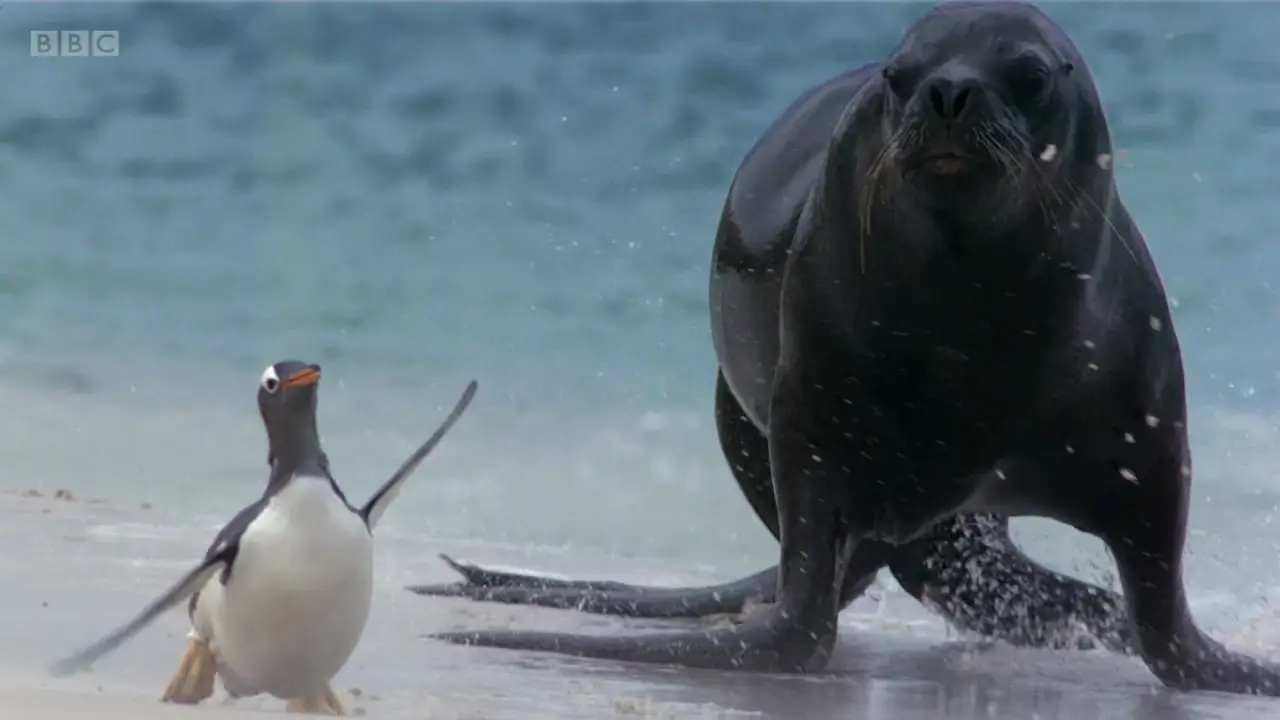 Gentoo penguin (Pygoscelis papua) as shown in Frozen Planet - To the Ends of the Earth